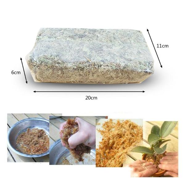 

water moss dry moss water grass substrates for orchid phalaenopsis 6l dry grass