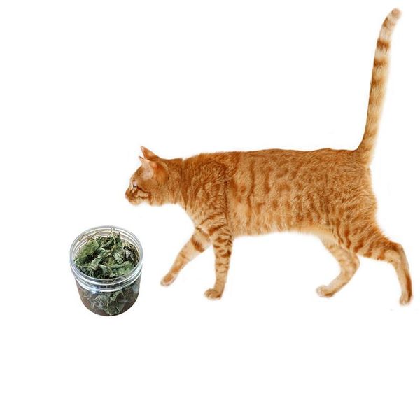 

cat toys for a organic premium leaves cats favorite plants edible safety natural
