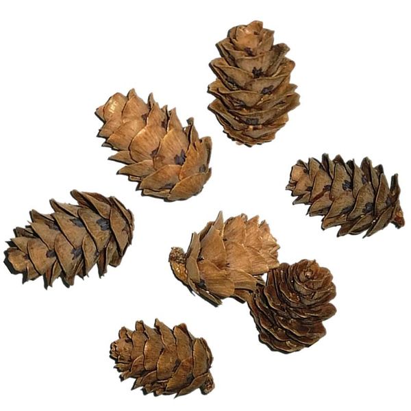 

pendant necklaces 50 pcs natural pine cone artificial decorative for home, Silver