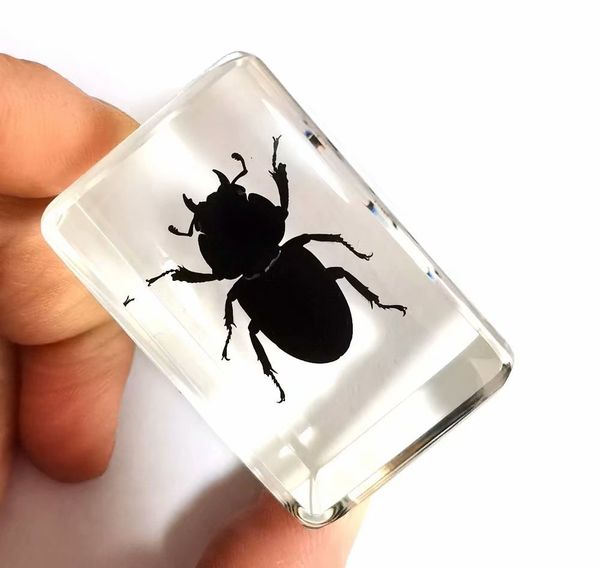 

fashion black insect taxidermy embedding cool paperweight, Silver