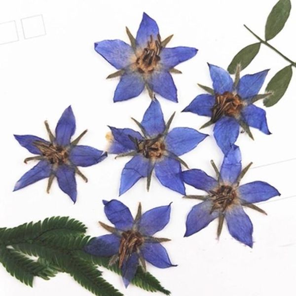

decorative flowers & wreaths original blue borage dried for diy accessory decoration sell 120pcs