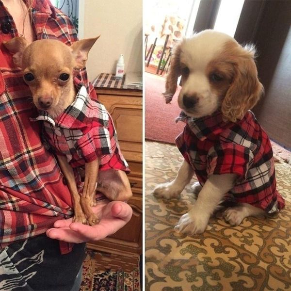 

cat costumes 3 colors pet clothes for small dogs shirt cotton cloth jacket t-shirt vest puppy clothing