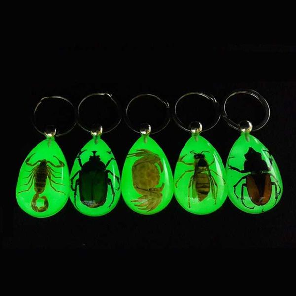 Esemplari di animali scarabeo portachiavi insetto reale naturale che si illumina al buio Raccolta G1019