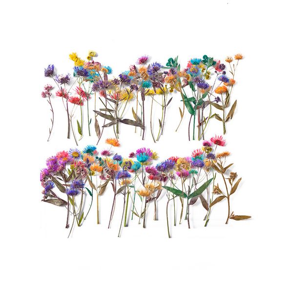 

one year canopy with branches, flowers and embossed plant specimens, glue dropping mobile phone case diy material, dry flowers, festival gif
