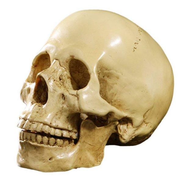 

golf training aids model 1: 1 resin human skull anatomical teaching decoration yellow