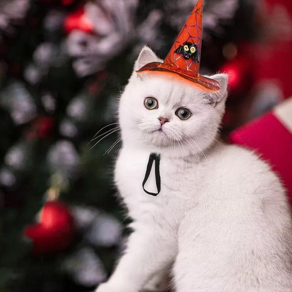 

dog apparel fashion pet cat halloween christmas day hat bat pumpkin head set dress up funny headwear holiday supplies 2021