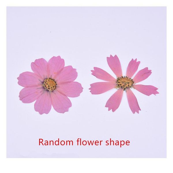 

100pcs,natural pressed galsang flower,real touch dried flower for diy wedding invitation bookmark gift card,scented cand qylcwb