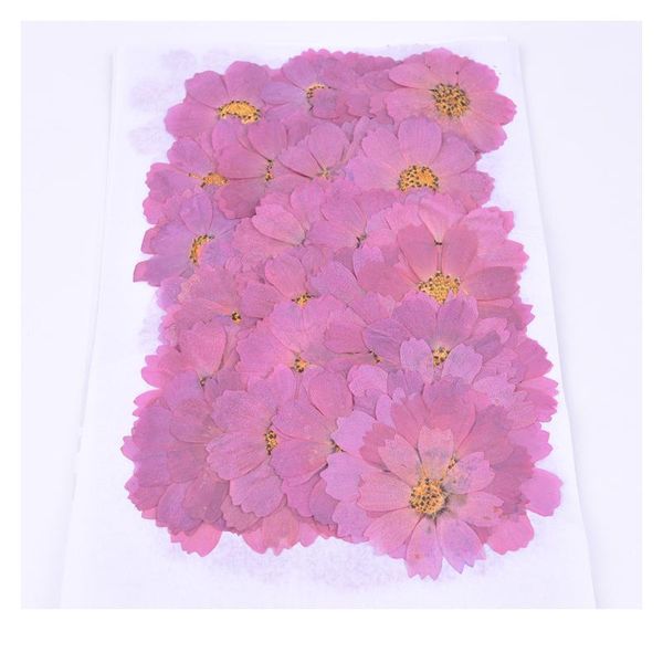 

100pcs,natural pressed galsang flower,real touch dried flower for diy wedding invitation bookmark gift card,scented cand jllspl