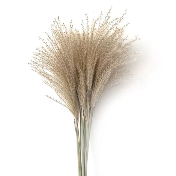 

pampas grass decor wedding flowers natural plants dried home decor
