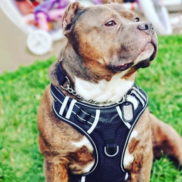 

dog collars & leashes no-pull pet harness adjustable outdoor small medium large dogs vest reflective oxford easy control 3m