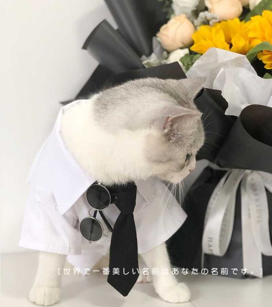 

cat costumes pet shirt white and blue two-color small dog clothes