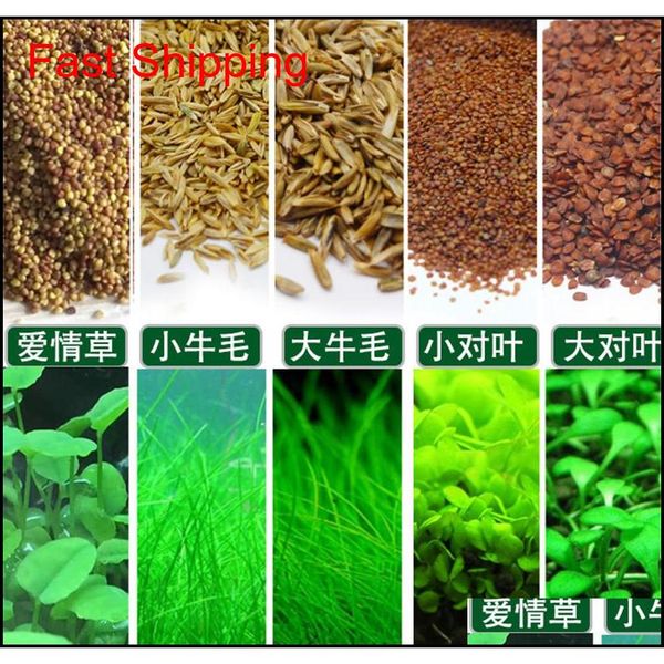 

wholesale aquarium plants seeds grass water aquatic plant seeds indoor ornamental plant grass seeds fish shrim qylpuh bdenet