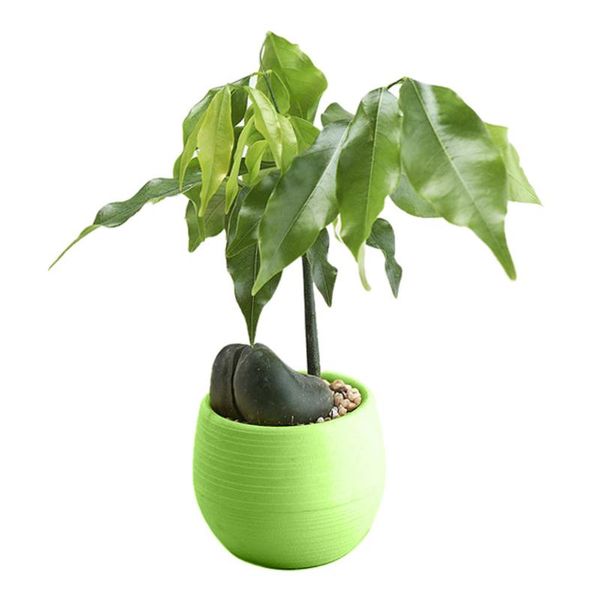 

party favor colorful 1pc mini flower pots colourful round plastic plant pot planters for succulents decor plants desktop