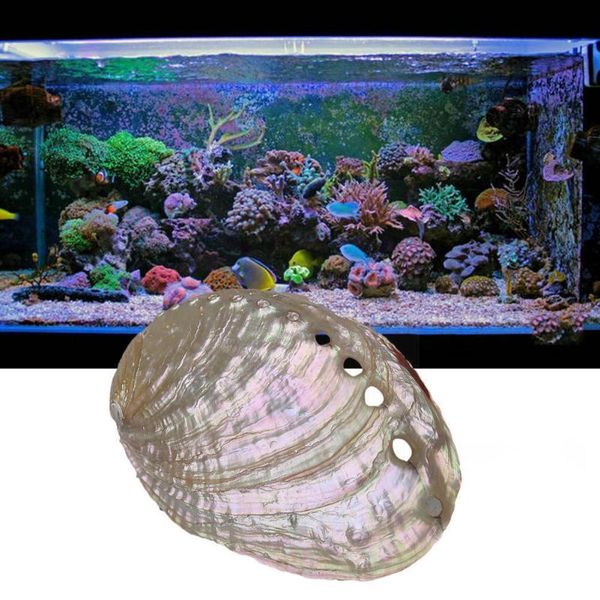 

decorations 12-13cm natural abalone shell large polished rainbow aquarium fish diy dish decor soap home landscape tank sea shells b3a2