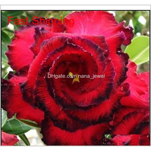 

selling bonsai adenium obesum seeds balcony flowers seeds 2 pcs rainbow desert rose seeds for home g qylawv eedh6 wnypo