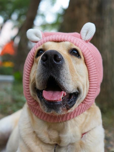 

dog apparel cute pet hat warm hood gold hair large disfrez de mascotas czapka dla psa supplies dd6d112