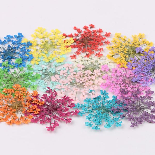 

decorative flowers & wreaths 12/30pcs pressed dried ammi majus flower dry plants necklace jewelry making craft diy accessories artificial de