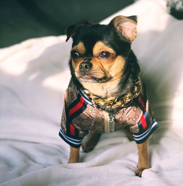 

brown letter printing pet jacket outdoor party style puppy coat teddy schnauzer bichon dogs clothing hot