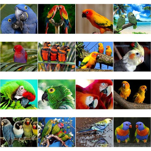 

diamond painting diy parrot bird animal round decoration customizable wall art frameless style