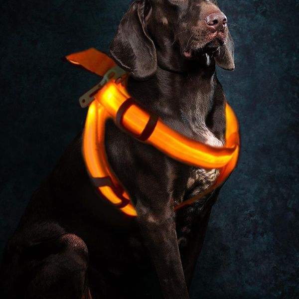

rechargeable led nylon pet dog cat harness led flashing light harness collar pet safety leash rope belt dog accessories