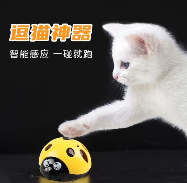 

cat toys catch me toy if you can super fun battery-operated pet supplier