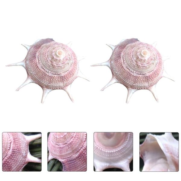 

2pcs natural shell fish tank adornment diy micro landscape crafts (random color)
