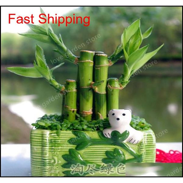 

30pcs of lucky bamboo plants bonsai good luck plants vitality tenacious balcony living room qylowk sports2010