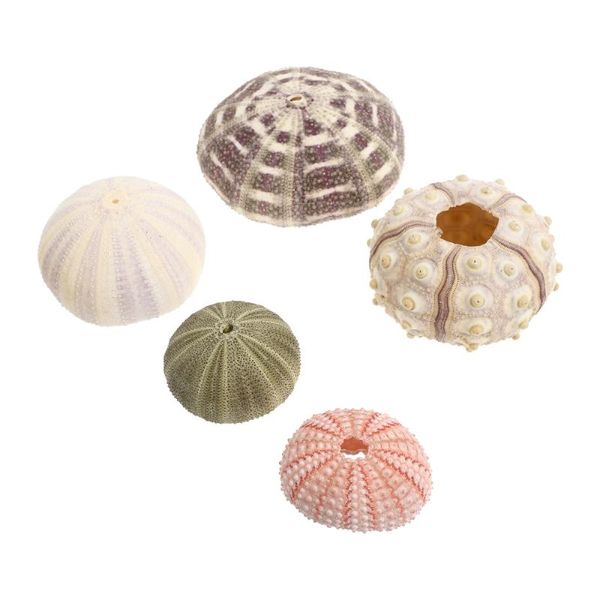 

novelty items 5pcs urchin shell plant holder deskdecor succulent pot