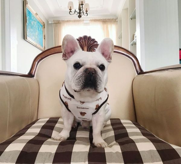 

fat pug spring summer vt short dog cartoon cotton hemp breathable elastic