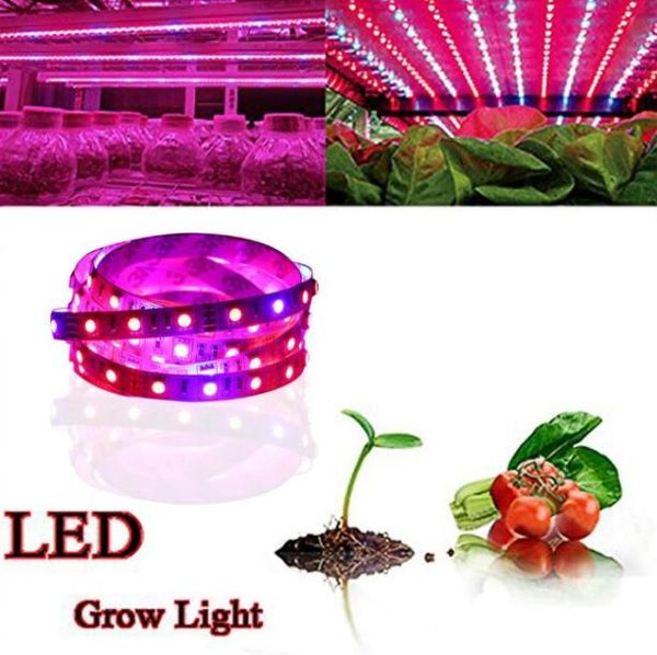 Decorazioni da giardino all'ingrosso Spettro completo SMD5050 Led Grow Strip Light NON impermeabile per piante idroponiche Lampada da coltivazione scatola Rosso Blu 4: 1 BY1701