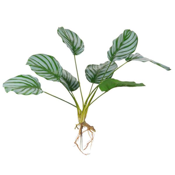 

decorative flowers & wreaths 1pc artificial calathea plant bonsai creative potted decor