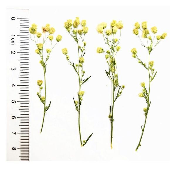 

100pcs,natural pressed eternal flowers with branches,diy wedding invitation craft gift bookmark decoration,scented candle de qylbio