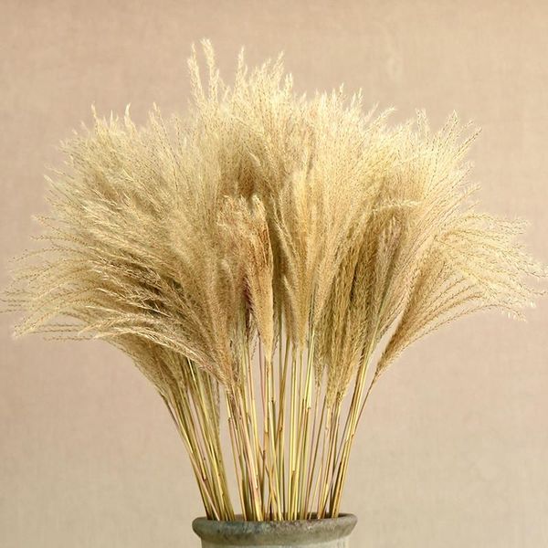 

real dried small pampas grass wedding flower bunch natural plants home decor dried flowers phragmites flower ornamental