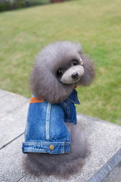 

dog apparel coming dark blue denim pet dogs vest coat ng by cpam clothing
