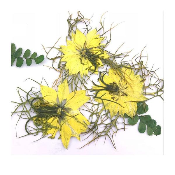 

3-5cm/12pcs,natural pressed flowers,real love-in-a-mist floral diy wedding invitations art bookmark craft cards,scented candles fl qylnnn