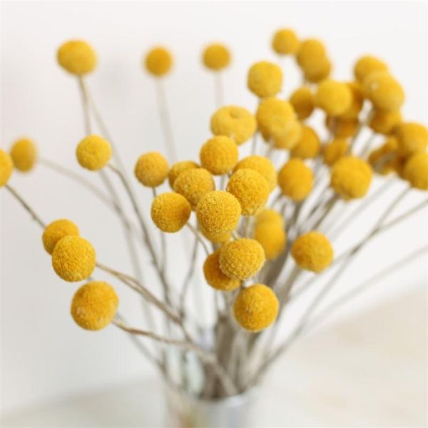 

decorative flowers & wreaths factory supply bleached preserved craspedia stabilized billy ball for wedding bouquet