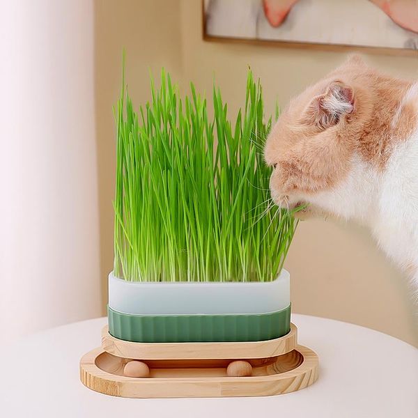 

cat toys 2 in 1 layers wood pet wheat grass planter toy with rotating track ball furniture claw scratching board sisal