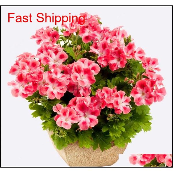 

real import geranium seeds perennial bonsai flower pelargonium plants potted for garden qylyce dh_seller2010