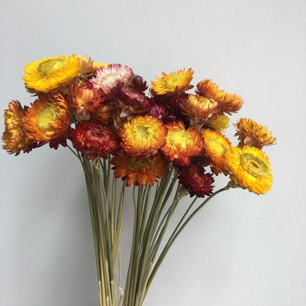 

[mai gan ju] calliopsis little daisy dried flower small bouquet home decoration dried flower a bunch of 10