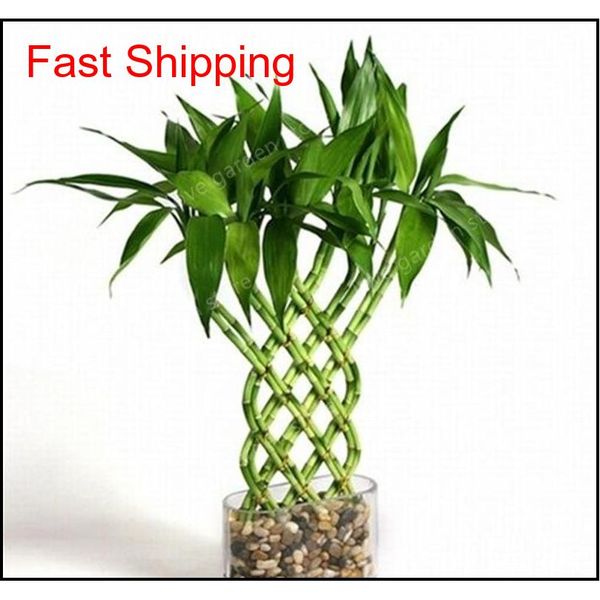 

30pcs of lucky bamboo plants bonsai good luck plants vitality tenacious balcony living room qylley new_dhbest