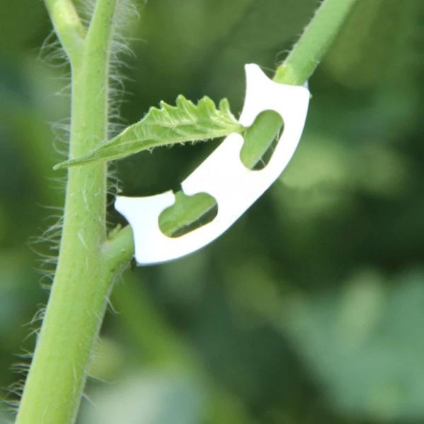 

other garden supplies vegetables tomato fixing clips to prevent bending support clamp fruit flower green plant seedling reinforcement