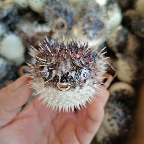 

novelty items natural sea thorn dolphin gas bone fish hedgehog marine skin specimen mediterranean home collection pendant gift