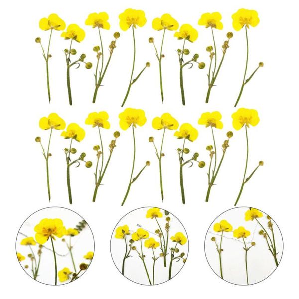

16pcs diy dried flowers craft material real pressed dried flowers for phone case