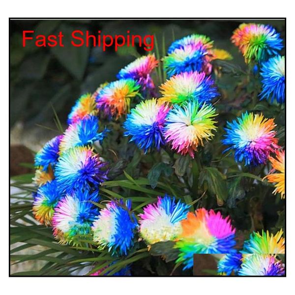 

100 pcs/bag rainbow chrysanthemum flower seeds ornamental bonsai, rare color , more chrysanthemum seeds garden flow qylbhd homes2007
