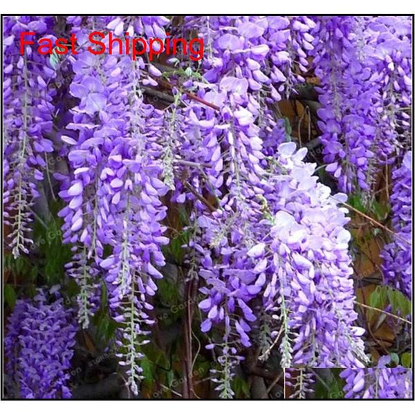 

20 pcs / bag mixed wisteria flower seeds purple yellow white pink wisteria indoor ornamental plants flo qylweu new_dhbest