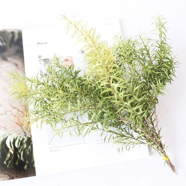 

10/2pcs dried forever melaleuca bracteata natural bundle preserved flowers bouquet decorative eternal grass for home decoration