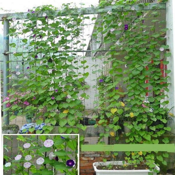 

shade garden plants climbing net plastic & nylon vine netting support grow holder for morning glory flower