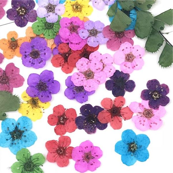 

decorative flowers & wreaths 50pcs 6mm natural dried diy manicure resin art accessories handmade articles scrapbooking craft flower