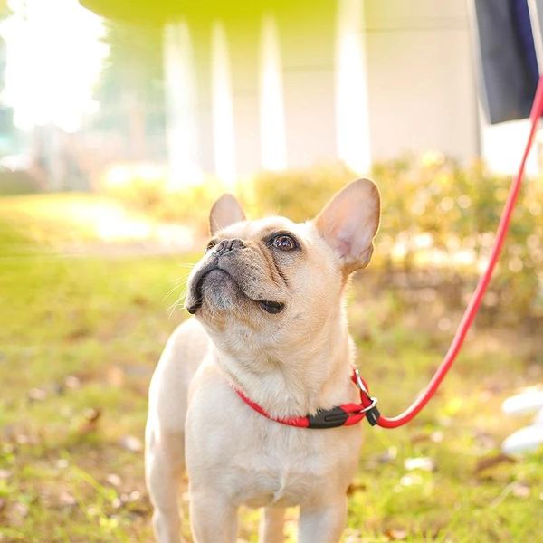 

dog collars & leashes pet leash traction rope p chain nylon adjustable training lead harness collar comfortable material