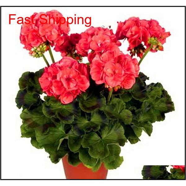 

real import geranium seeds perennial bonsai flower pelargonium plants potted for garden decor qyldnw toys2010